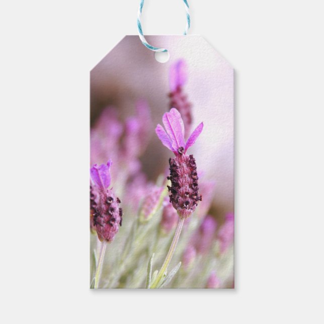 Para Presente Etiqueta de presentes de lavanda (Frente)