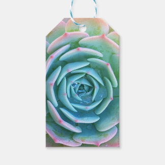 Para Presente Etiqueta de presentes suculenta Echeveria Imbricat