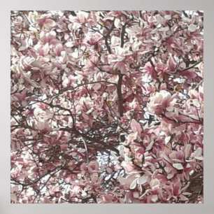 Para sempre Primavera Magnolia Fotografia Poster