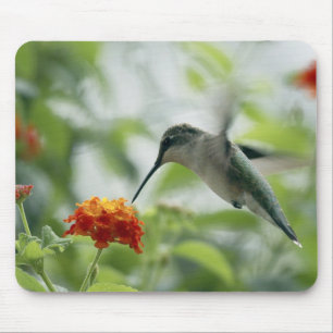 Para travar um colibri Mousepad