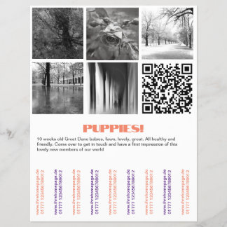 Para vender filhotes Dane Flyer