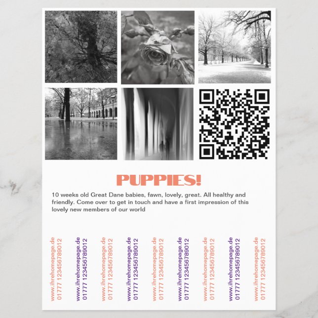 Para vender filhotes Dane Flyer (Frente)