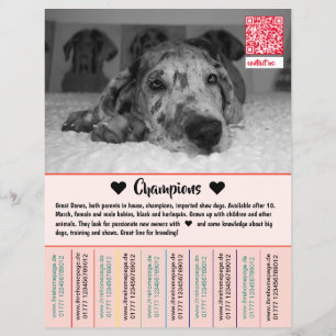 Para vender Filhotes Dane Flyer