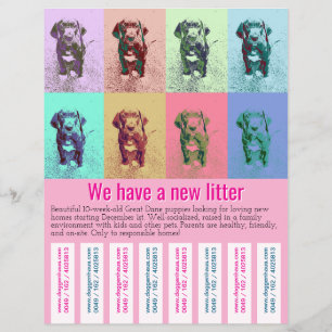 Para vender filhotes de Dane colorido Flyer