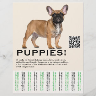 Para vender folheto de cachorrinho francês