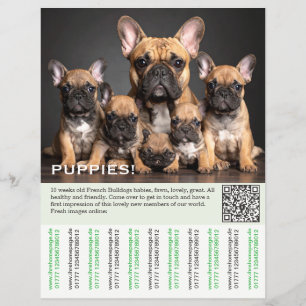 Para vender folheto de cachorrinho francês