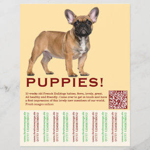 Para vender folheto de cachorro Frenchies
