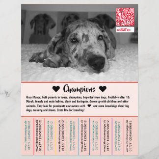 Para vender folheto de cachorros Dane