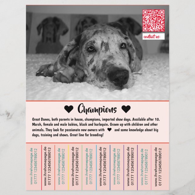Para vender folheto de cachorros Dane (Frente)