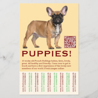 Para vender folheto de filhote Frenchies