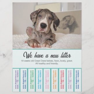 Para vender o Folheto Colorido Dane Puppies