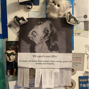 Para vender Panfleto de Filhotes Pretos e Brancos