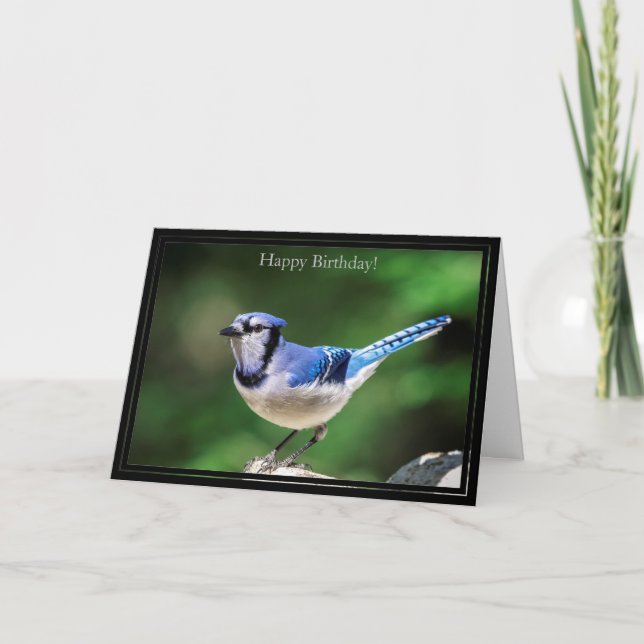 Parabéns Cartão Azul Jay (Frente)