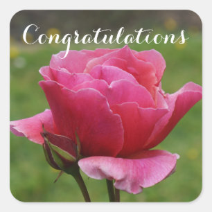 Parabéns Duet Rosa nº 1-2 adesivos