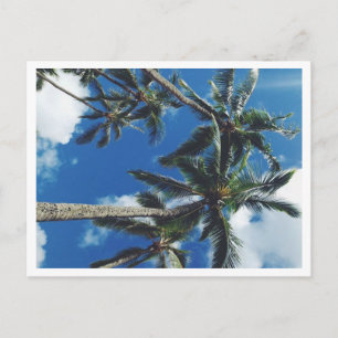 Paradiso Tropical Palmeiras Cartão Postal