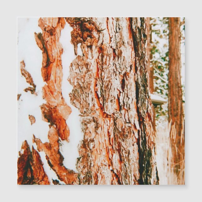 Paraíso Invernal em Bend - Oregon  (Frente)