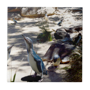 Paraíso Seguro: Pinguim Fada,