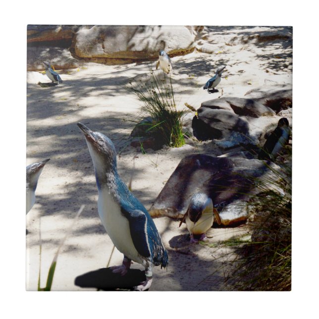 Paraíso Seguro: Pinguim Fada, (Frente)