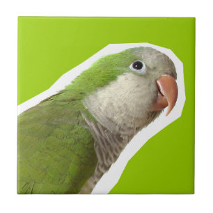 Parakeet da monge