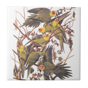 Parakeet de Carolina de Audubon