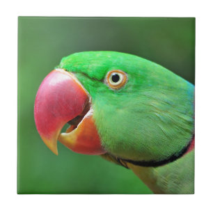 Parakeet do Alexandrine