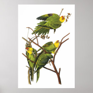 Parakeet por John Audubon - impressão do poster