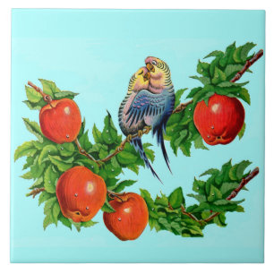 parakeets no amor