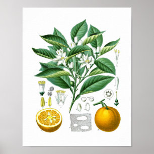 Parede botânica alaranjada art. do impressão no.