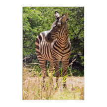 Parede de Zebra acrílica Art 24 x 36