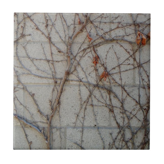 Parede do bloco de cimento com videiras (Frente)