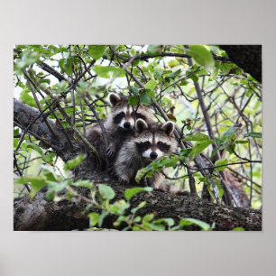Pares novos adoráveis do guaxinim no poster da