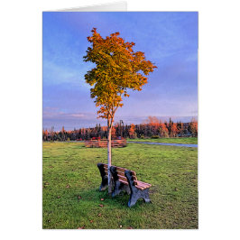 Park Bench - Cartão de Arte de 5" x 7"