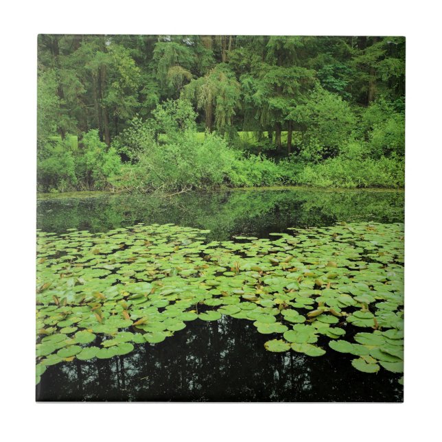 Parque Estadual do Rio Molalla, Canby, Oregon (Frente)