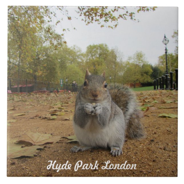 Parque Hyde Park, da cinza Squirrel. (Frente)