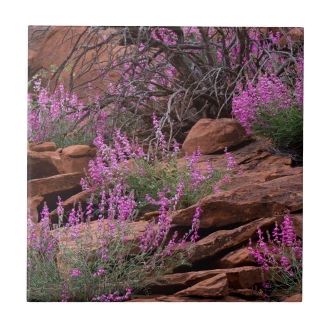 Parque Nacional Capitol Reef, Utah, EUA (Frente)