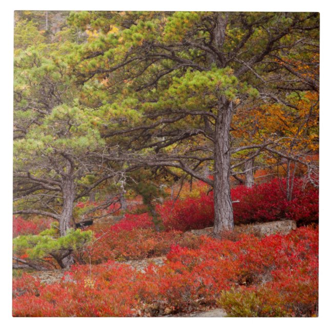 Parque Nacional de Acadia, Maine (Frente)