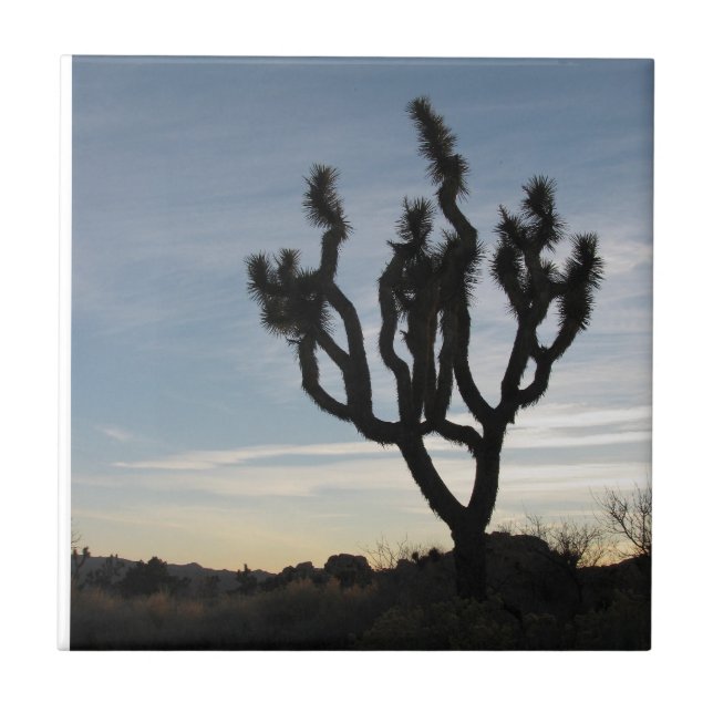 Parque nacional de árvore de Joshua (Frente)