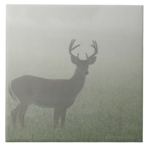 Parque nacional de Great Smoky Mountains,