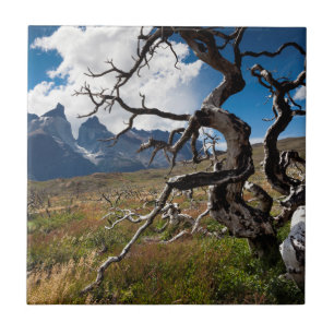Parque Nacional Torres del Paine, árvores danifica