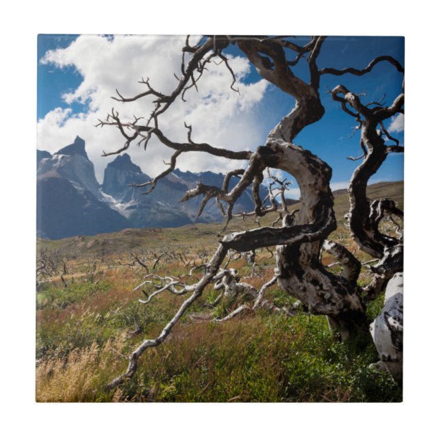 Parque Nacional Torres del Paine, árvores danifica (Frente)