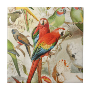 Parques de Aves Tropicais Vermelhas Coloridas
