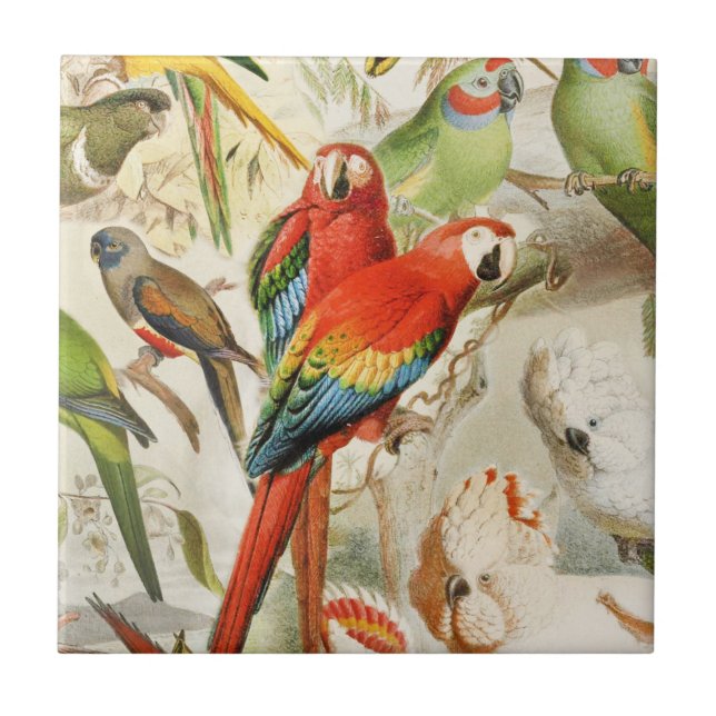 Parques de Aves Tropicais Vermelhas Coloridas (Frente)