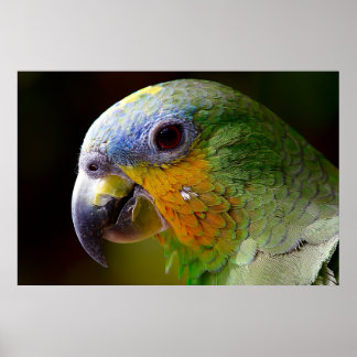 Parrot Bird Tropical Trabalho de arte Foto Poster