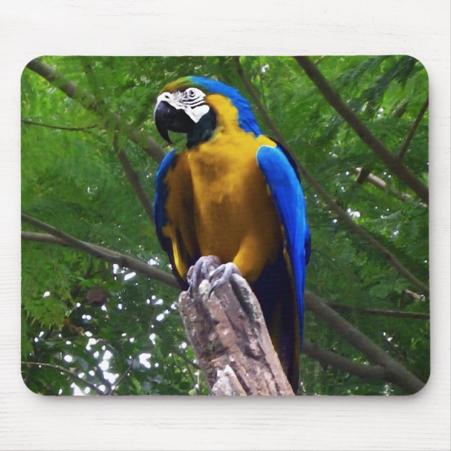 Parrot Pose ~ Mousepad (Frente)