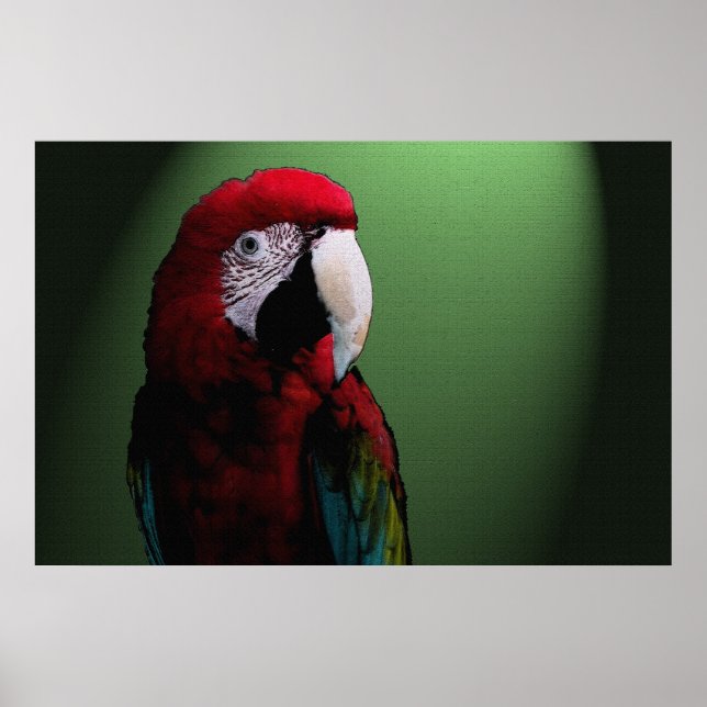 Parrot Talk 36 x 24 Poster (Frente)