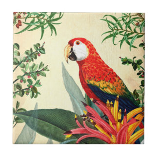 PARROT TROPICAL BIRD 8