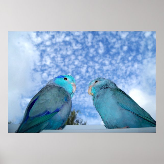 Parrotlet azul do Pacífico - Poster de pássaros do (Frente)