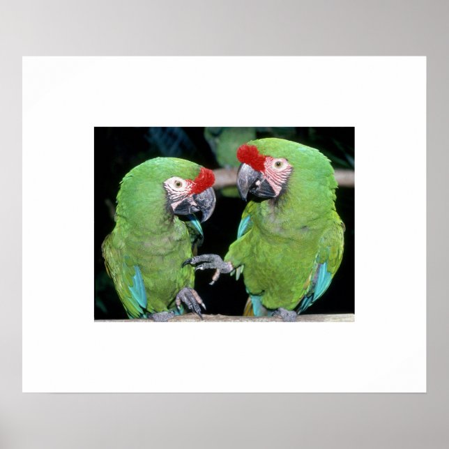 Parrots Poster (Frente)