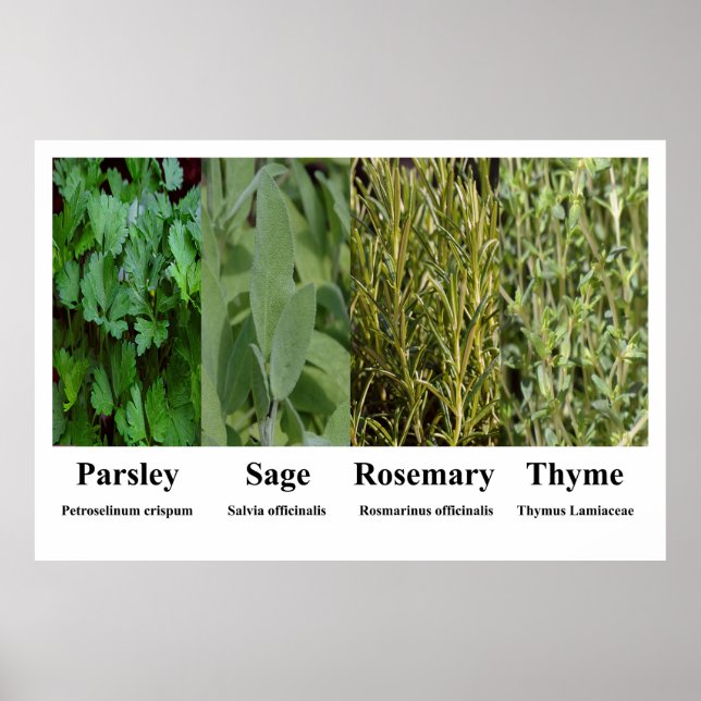 Parsley Sage Rosemary Thyme Herbs Spices Poster (Frente)