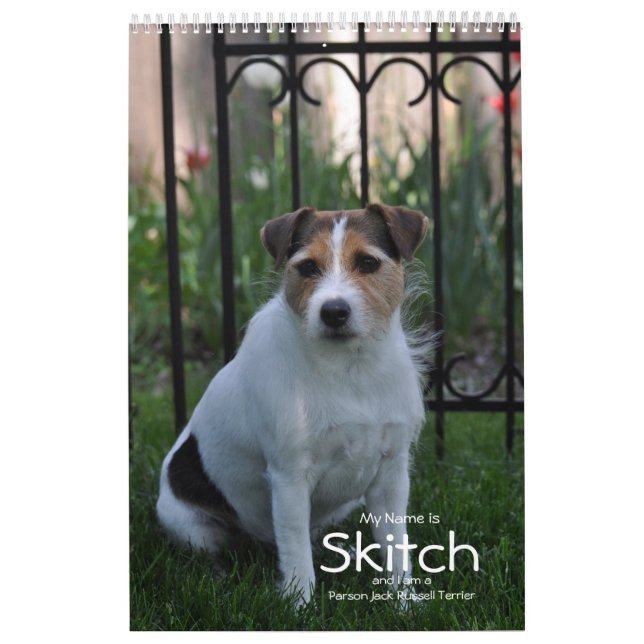 Parson Jack Russell Terrier Dog Calendário de Janz (Capa)
